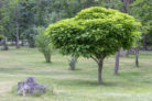 kugel-trompetenbaum-pflanzen