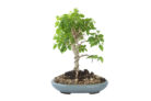 liguster-bonsai-schneiden