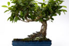 liguster-bonsai-verliert-blaetter
