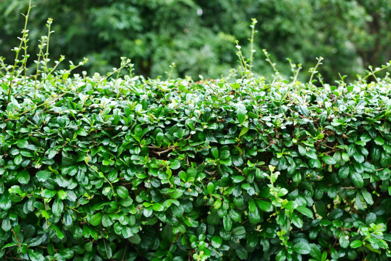 Liguster Hecke Die besten Tipps