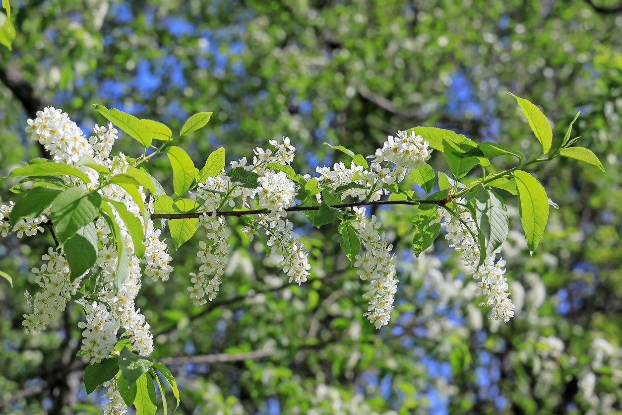 Liguster oder Kirschlorbeer Was ist der Unterschied?