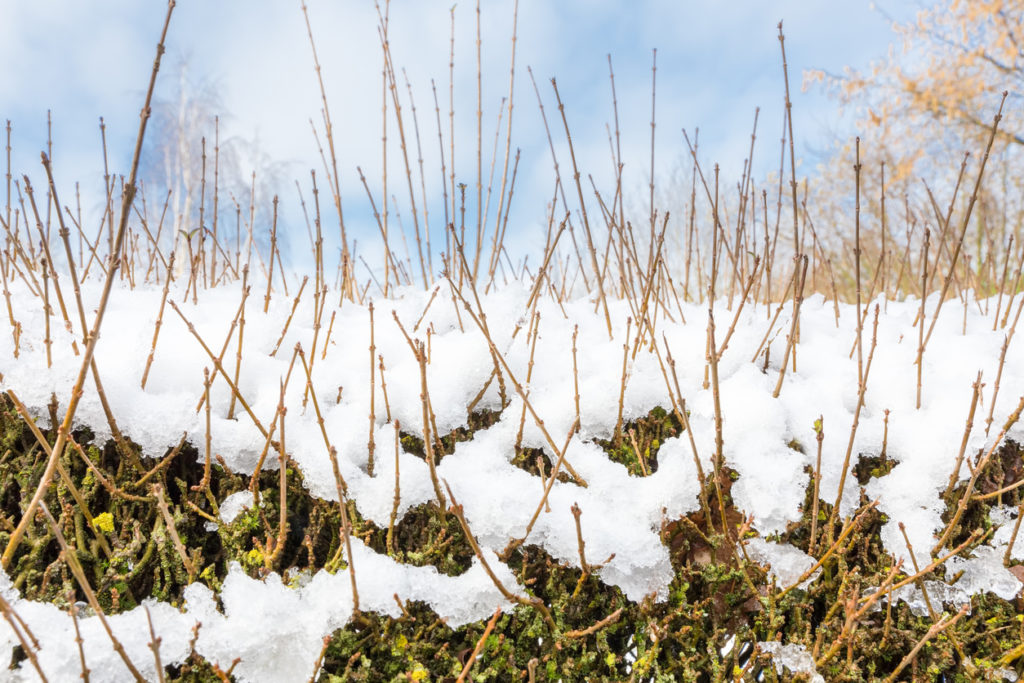 Liguster Winter Tipps für die kalte Jahreszeit