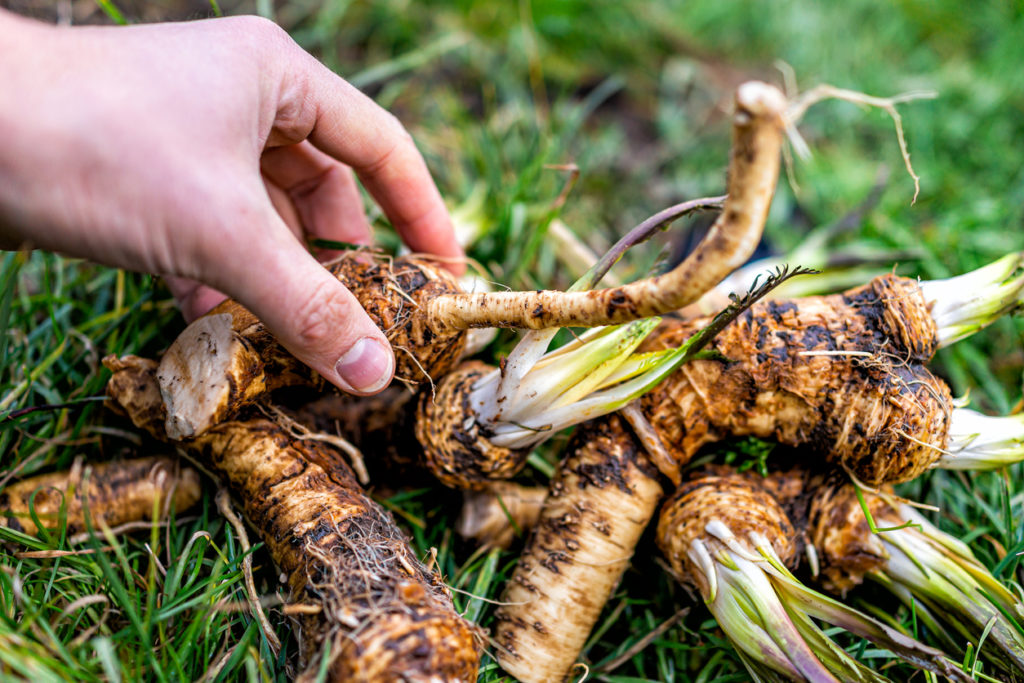 How to Harvest Horseradish: Best Tips & Timing
