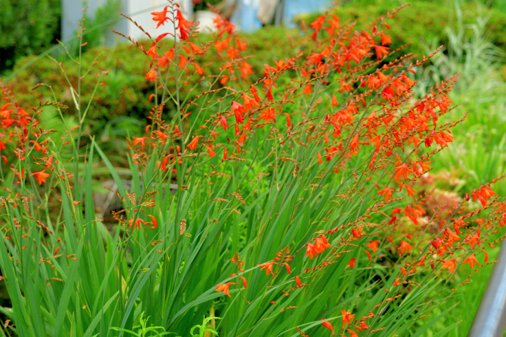 Montbretien vermehren Verschiedene Möglichkeiten