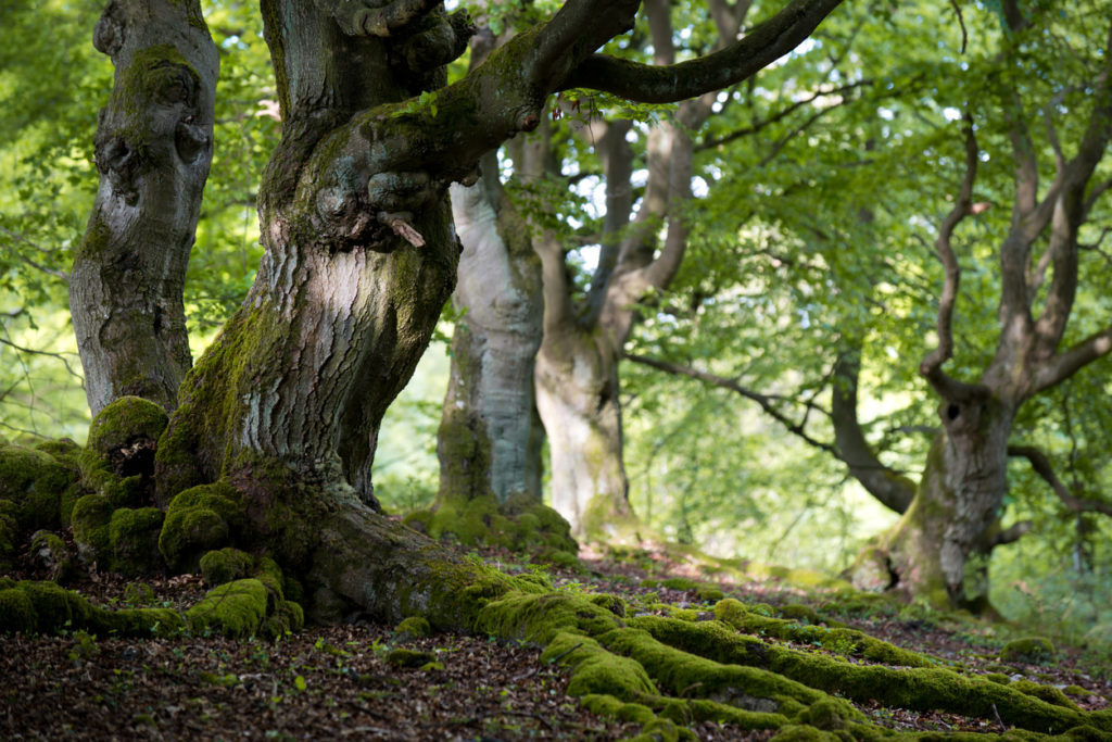 Moos am Baum Wodurch entsteht es?