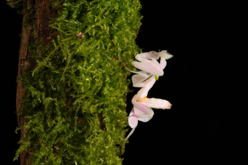 moos-orchideen