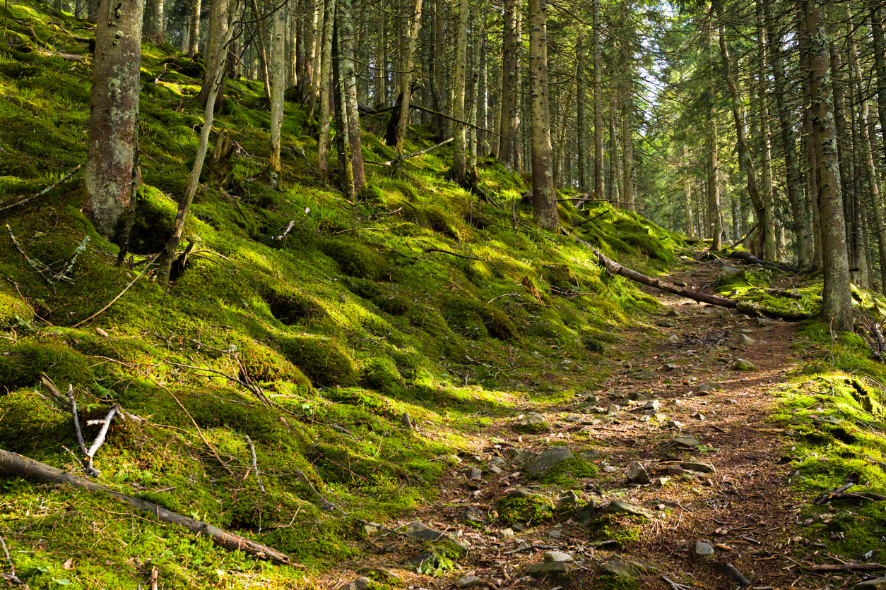 Ordneretiketten Moos Design - 4 Selbstklebende Rückenschilder Für Büro & Homeoffice