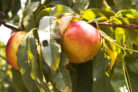 nektarinenbaum-kraeuselkrankheit
