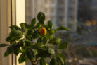 nektarinenbaum-ueberwintern