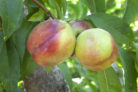 nektarinenbaum-winterhart