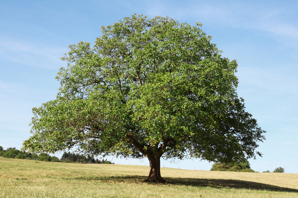 Nektarinenbaum schneiden - Die besten Tipps