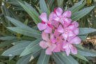 oleander-ableger