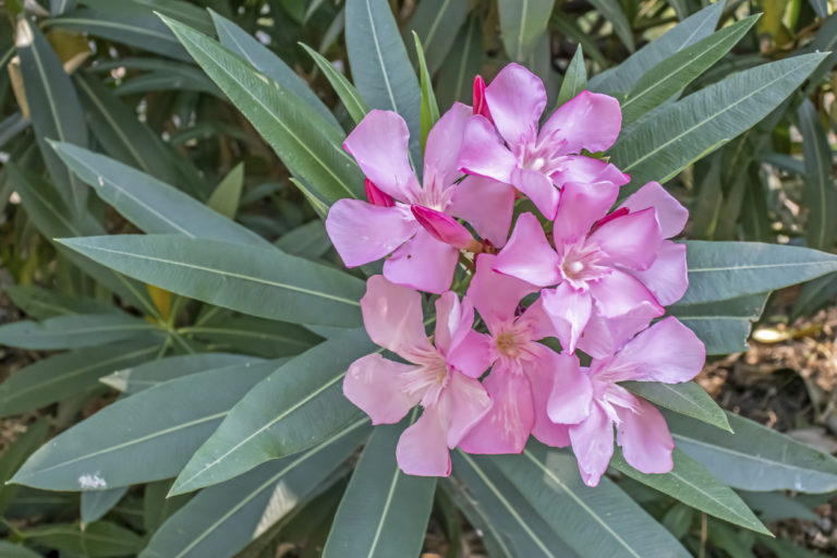 Oleander Ähnliche Pflanze