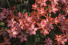 oleander-aehnliche-pflanzen