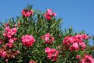 oleander-als-zimmerpflanze