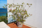 oleander-balkon