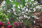 oleander-blueten
