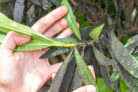 oleander-braune-blaetter