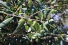 oleander-fruechte