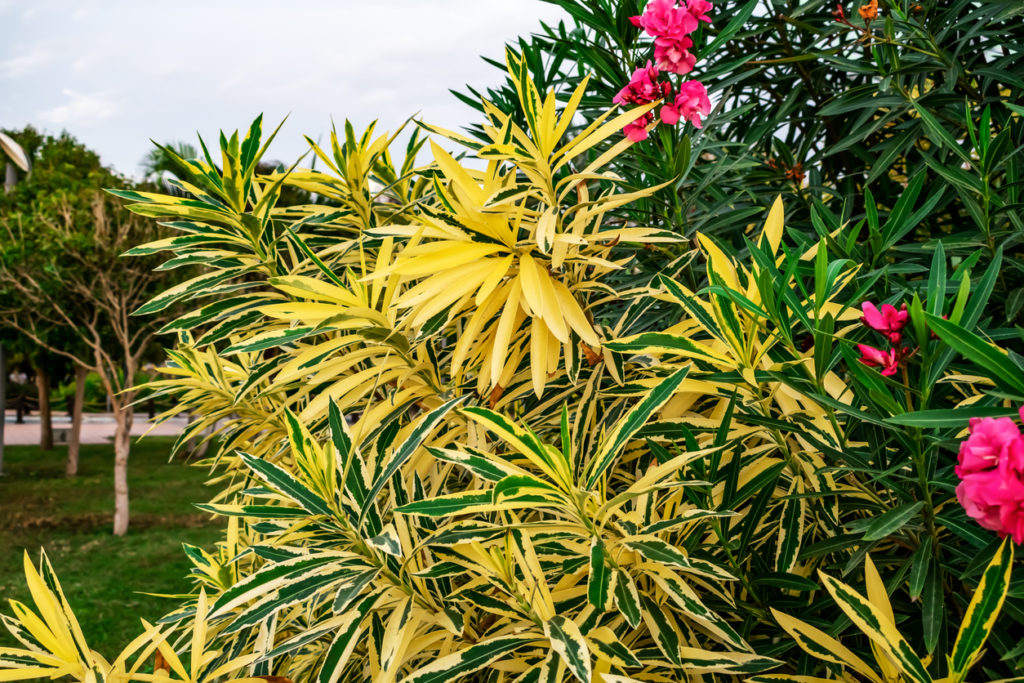 Oleander gelbe Blätter - Was bedeutet das?