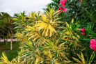 oleander-gelbe-blaetter