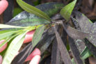 oleander-graue-blaetter