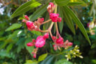 oleander-knospen