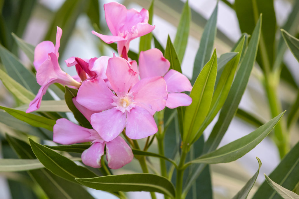 Kann Man Oleander Jetzt Schon Rausstellen Oleander Krankheiten - Die besten Pflegetipps