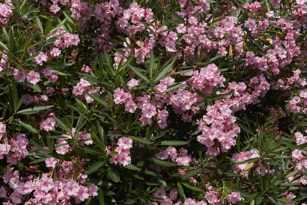 Oleander nach dem Winter Die besten Tipps