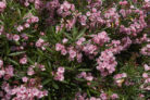oleander-mehltau