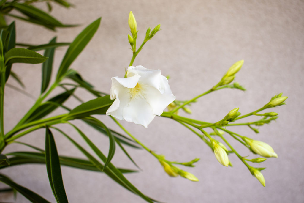 Oleander nach Winter Blätter Was tun?