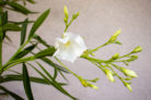 oleander-nach-dem-winter
