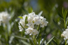 oleander-pilzbefall