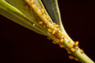 oleander-schaedlinge