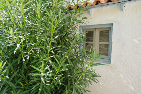 oleander-schwarze-flecken