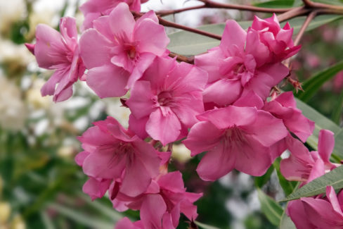 oleander-sonne
