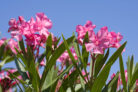 oleander-spinnmilben