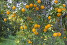 orangenbaum-deutschland