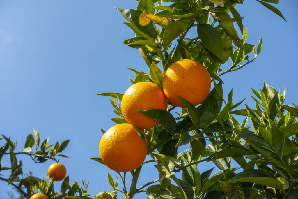 Orangenbaum überwintern Tipps für kalte Tage