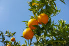 orangenbaum-duengen