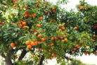 orangenbaum-krankheiten