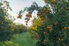 orangenbaum-pflanzen