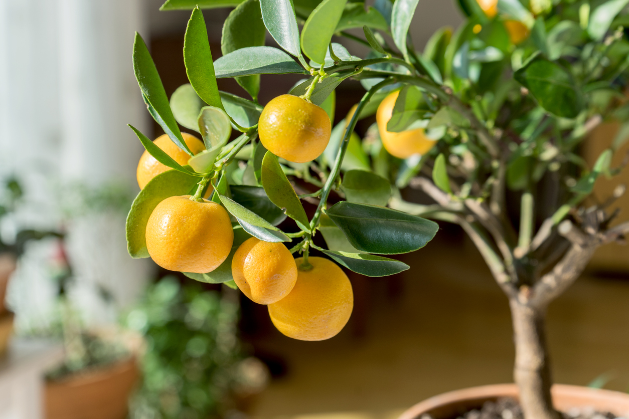 Zimmerpflanze leckere Früchte Orangenbaum Obstbaum 