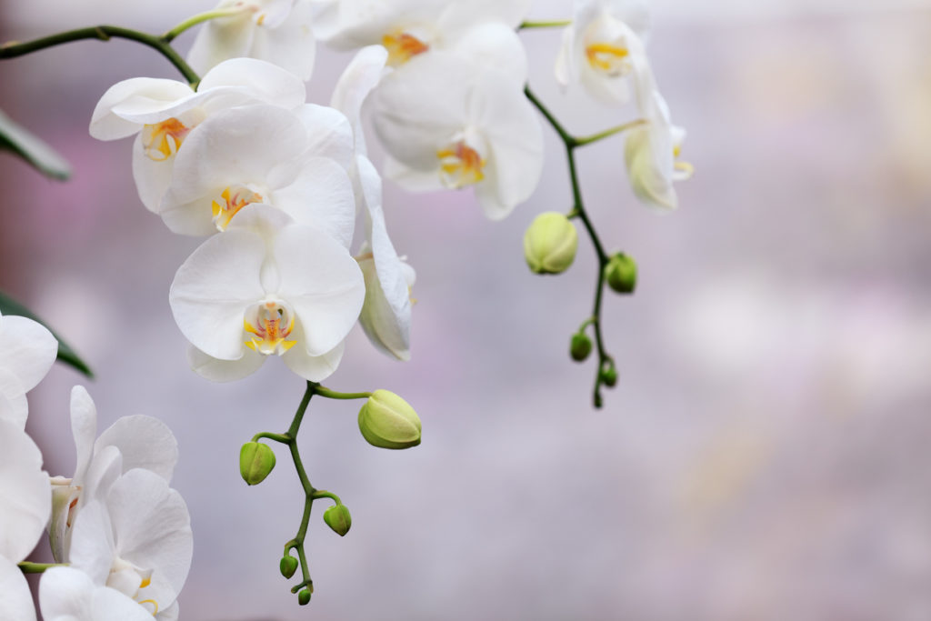 Orchideen Temperatur Wie viel Wärme braucht die Pflanze?