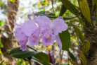 orchidee-bonsai