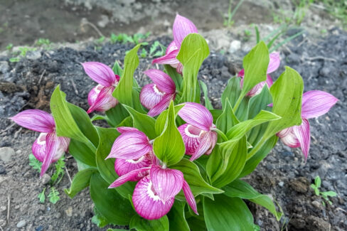 orchidee-frauenschuh-paphiopedilum