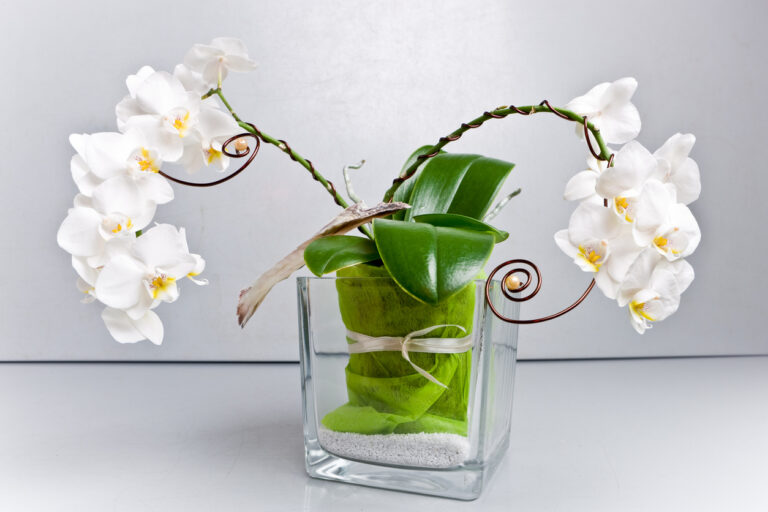 Orchidee umtopfen in Glas Das ist eine gute Idee!