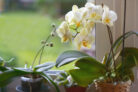 orchidee-zimmerpflanze
