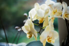orchideen-allergie