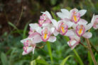 orchideen-bestimmen